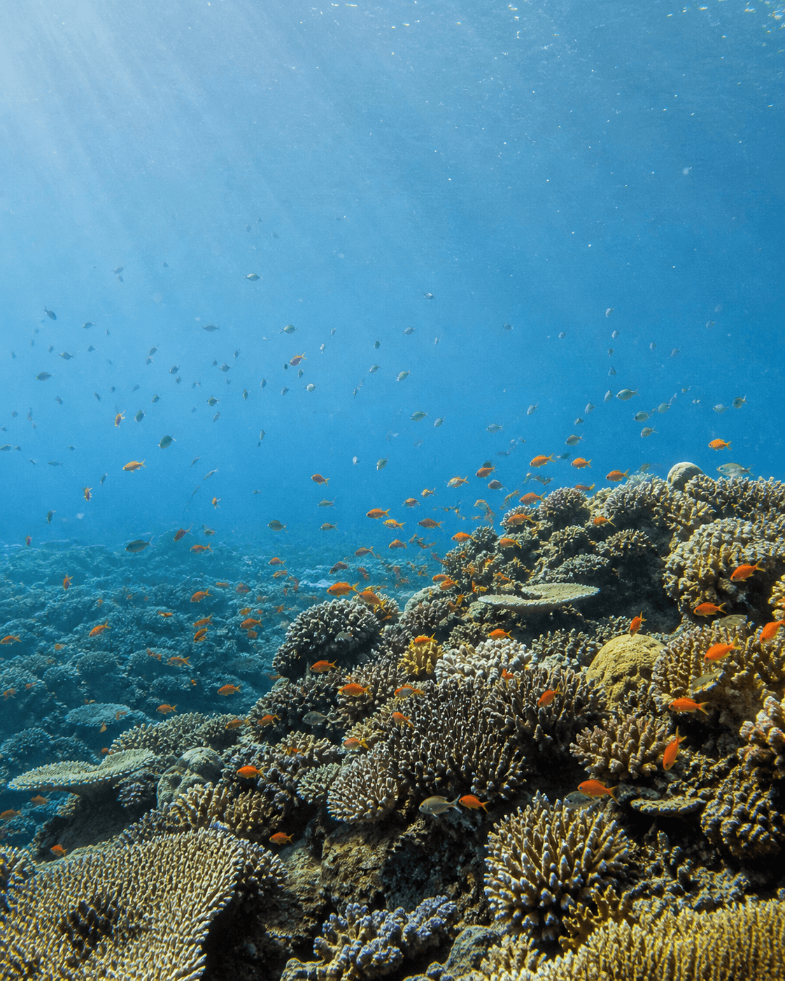 自然光が差し込むサンゴ礁と魚群の水中風景